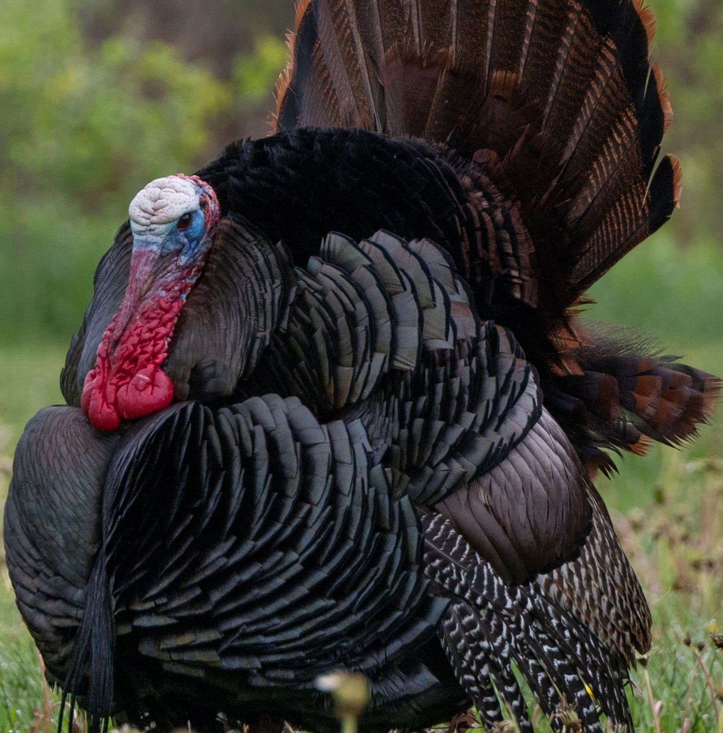 Youth Hunters Harvest Nearly 2,000 Turkeys During Ohio’s Special Season