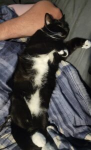 Lost-Found Animal Picture