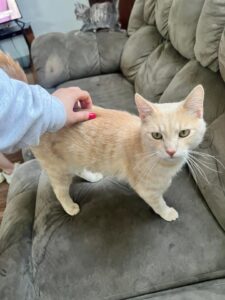 Lost-Found Animal Picture