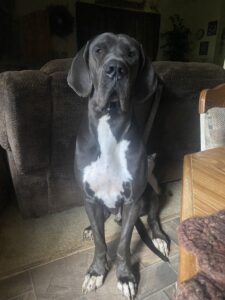 Lost-Found Animal Picture