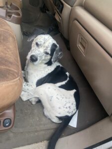 Lost-Found Animal Picture