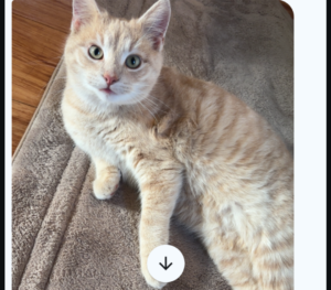 Lost-Found Animal Picture